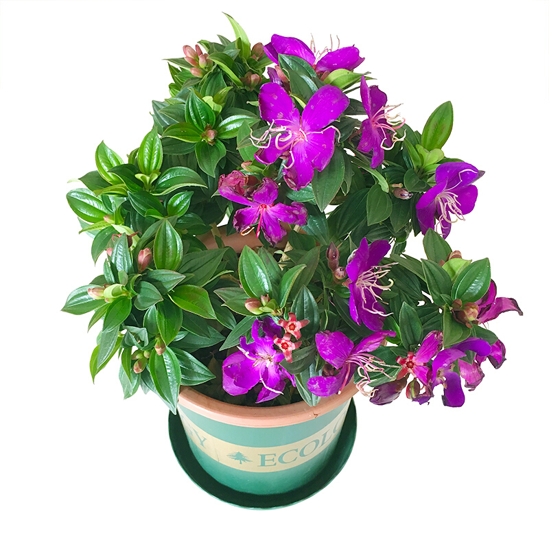 古达阳台庭院花卉紫色花巴西野牡丹花苗盆栽四季开花木本植物巴西野