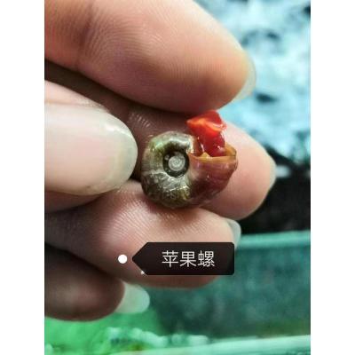 观赏螺鱼缸除藻苹果螺紫螺黄金螺蓝螺彩蛋螺斑马螺