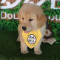 多多名宠 纯种大头金毛犬 宠物狗狗金毛幼犬 幼崽 金毛犬大型犬幼犬公 公母均有血统级