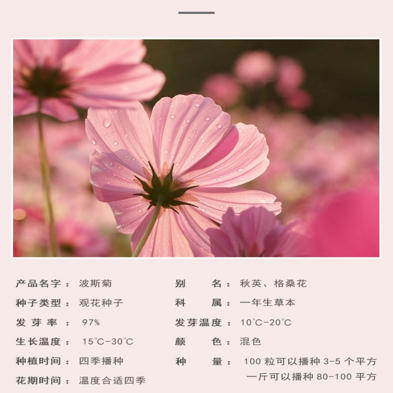 惠居尚品 七彩野花花种子(100克+2包肥)