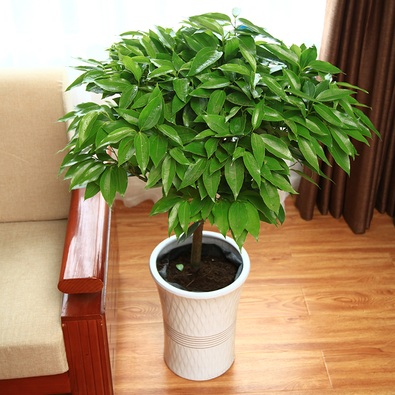 大型绿植平安树盆栽大客厅幸福树四季常青绿色植物花卉办公室
