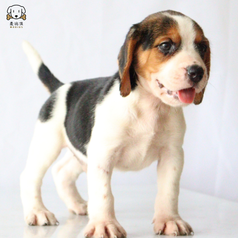 麦比佳比格犬幼犬 比格犬狗狗活体 纯种血统家庭犬小体比格幼崽短毛