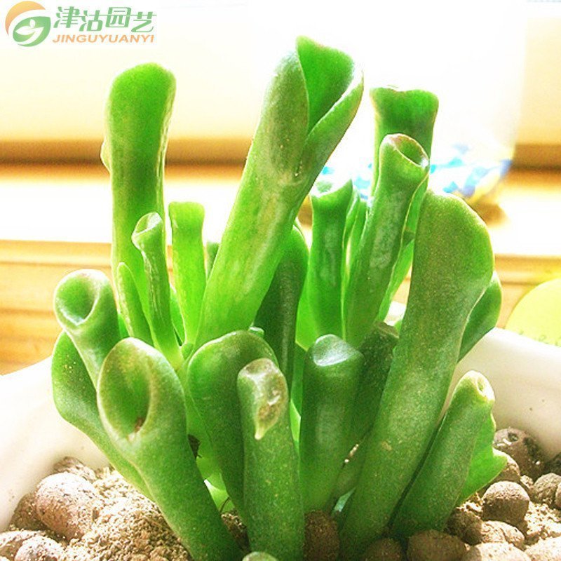 津沽园艺 多肉植物 筒叶花月 吸财树 创意桌面迷你盆栽绿植 肉肉植物不带盆