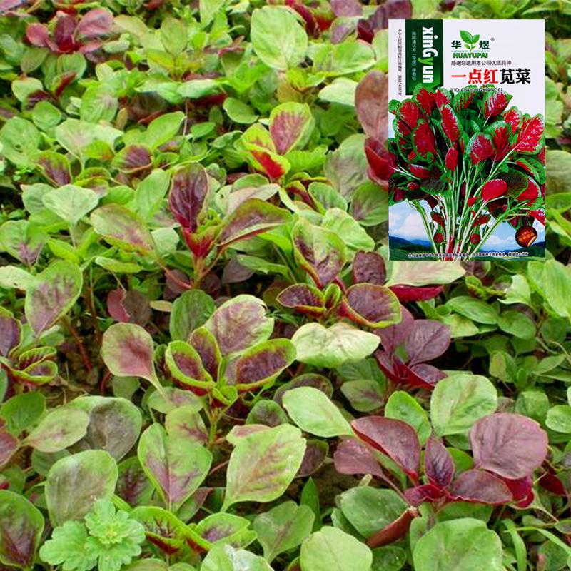 悦芳华园艺用品悦芳华阳台种菜蔬菜种子一点红红苋菜种子青苋菜种子粉嫩长寿菜 价格图片品牌报价 苏宁易购芸竹家居专营店