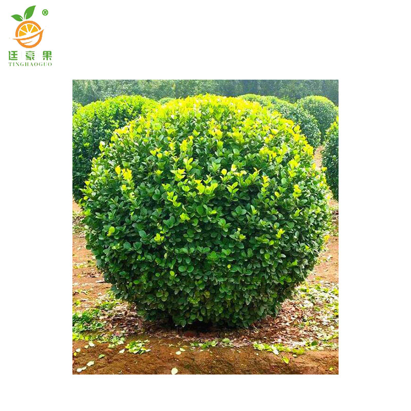 廷豪果 卫矛球 冠幅100公分 /棵高清大图