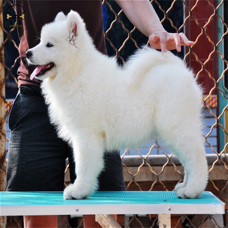 麦比佳 萨摩耶犬幼犬萨摩耶犬狗狗活体纯种血统中大型雪橇犬萨摩大骨架熊版澳版微笑天使纯白色萨摩耶宠物狗狗高清大图