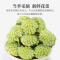 半山农 绿萝茶 结香花茶 精选品质 绿茶花草茶叶养生茶饮 结香花蕾无碎花 罐装干货 125g/瓶
