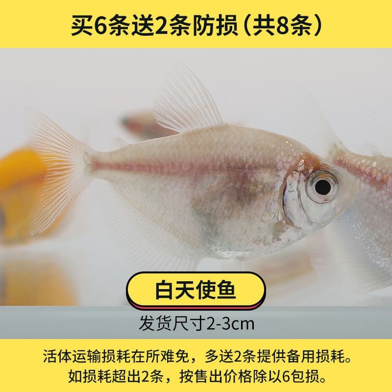 鱼观赏鱼鱼苗热带鱼斑马鱼热带淡水小型天使鱼耐活灯鱼宠物鱼活鱼23cm