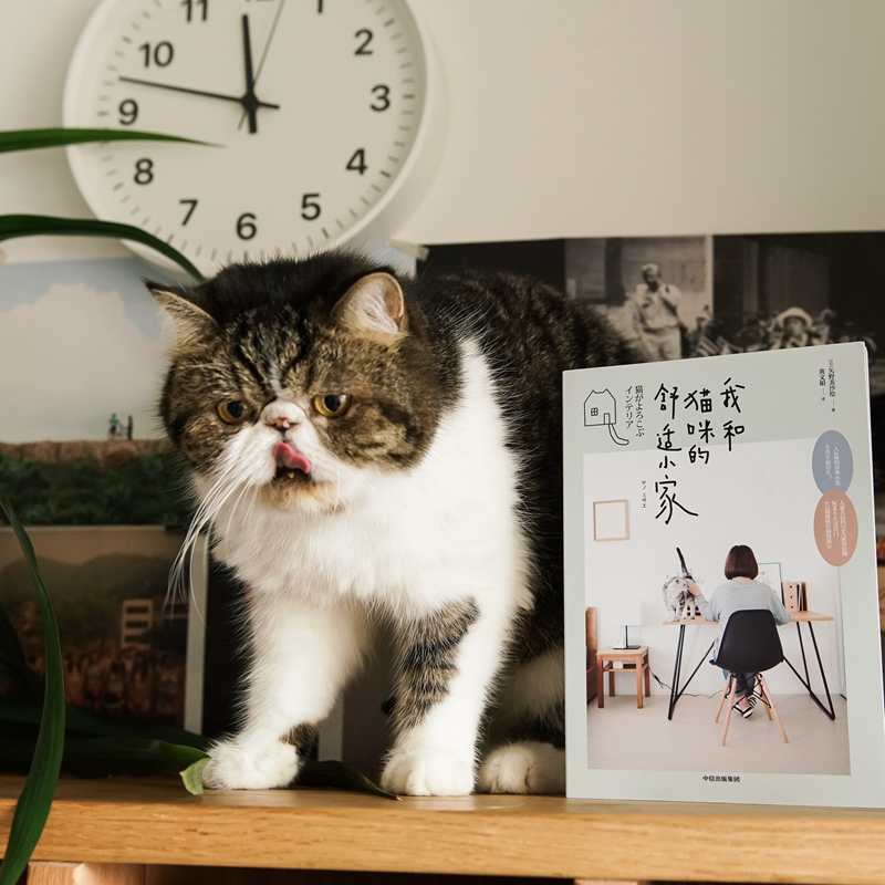 [正版]我和猫咪的舒适小家 矢野美沙 绘 人猫共居家装法则 生活窍门 宠物生活 生活居家 室内设计布局 出版社图书高清大图