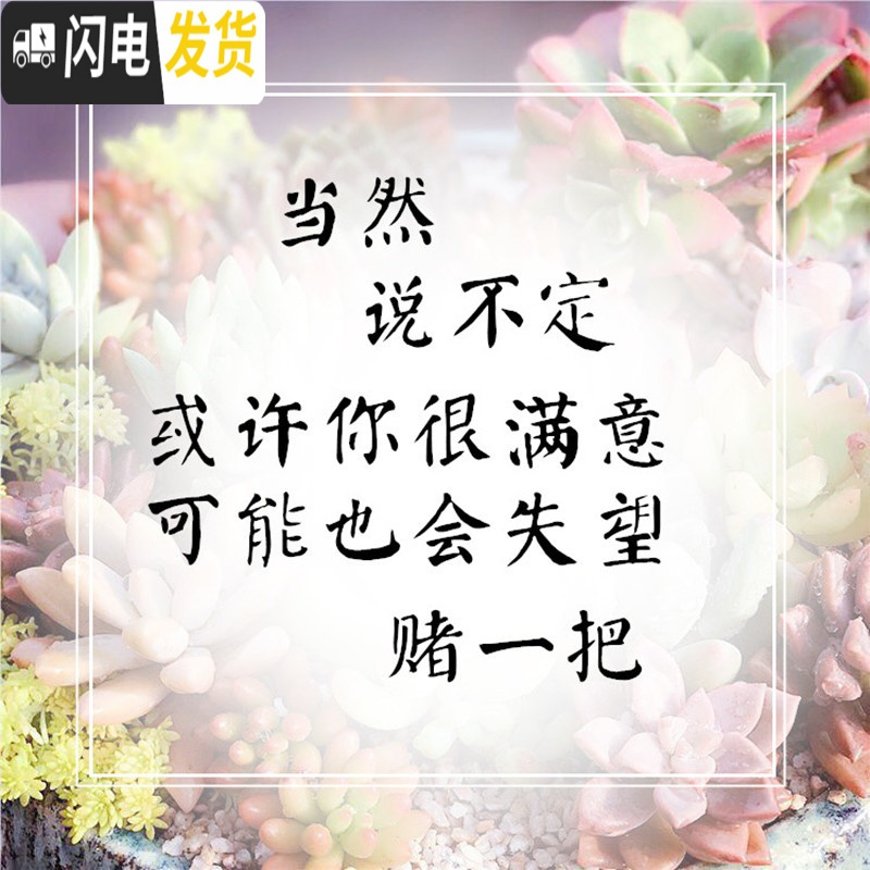 三维工匠紫砂花盆君子兰花盆陶瓷创意植物古典粗陶绿植月季吊兰花盆小盆景 19.9元随机紫砂花盆一个 中等花盆容器