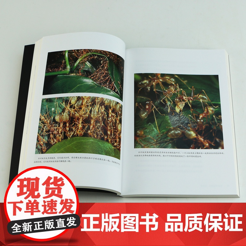 蚂蚁的故事 全方位讲述蚂蚁进化历程 蚂蚁习性 蚂蚁社会诞生 通过蚂蚁社会反观人类社 昆虫科普图鉴高清大图
