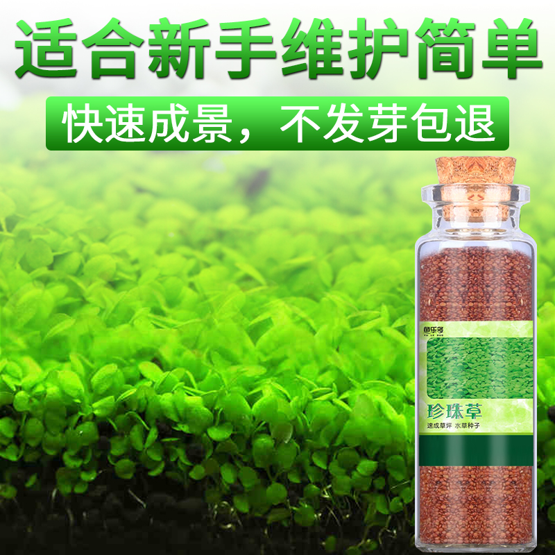 鱼缸水种子牛毛真植物鱼缸造景装饰懒人净化水质的种籽高清大图