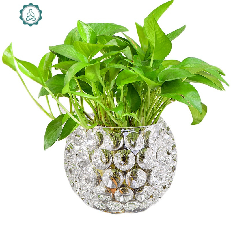 仿水晶绿萝水培花瓶圆球植物创意水培玻璃花盆摆件多肉花盆封后如图5
