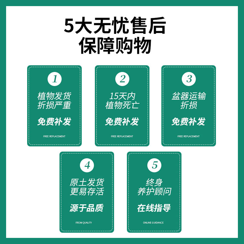 茉莉花苗盆栽带花苞九里香老桩驱蚊花卉植物室内浓香四季开花好养高清大图