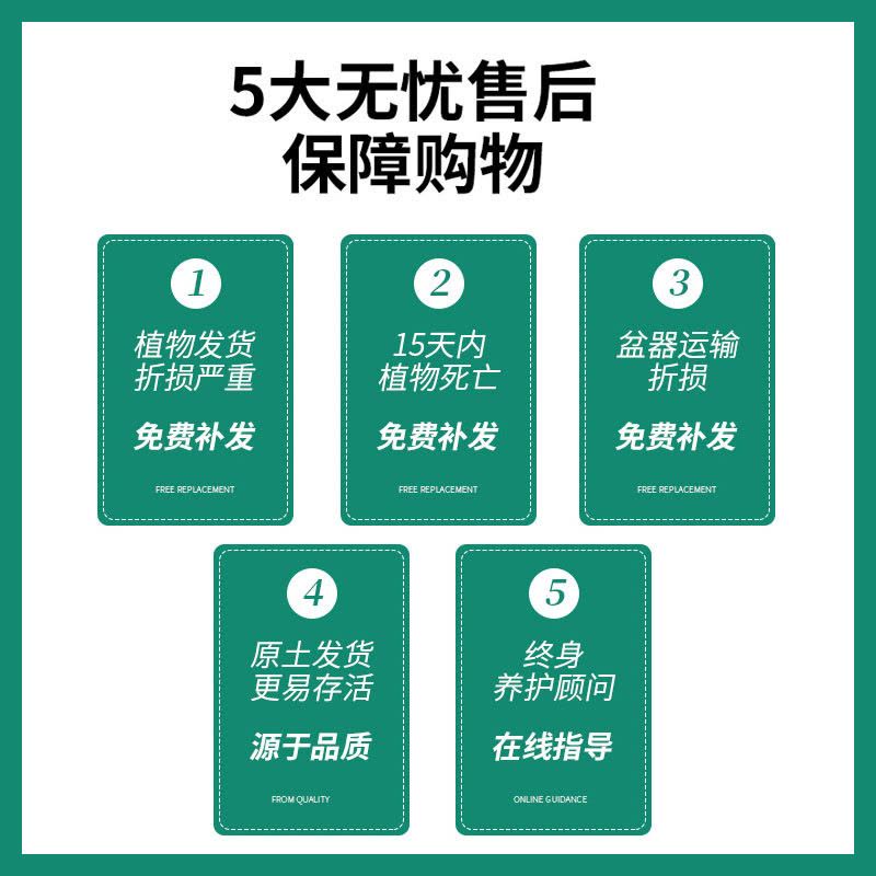 茉莉花苗盆栽带花苞九里香老桩驱蚊花卉植物室内浓香四季开花好养图片