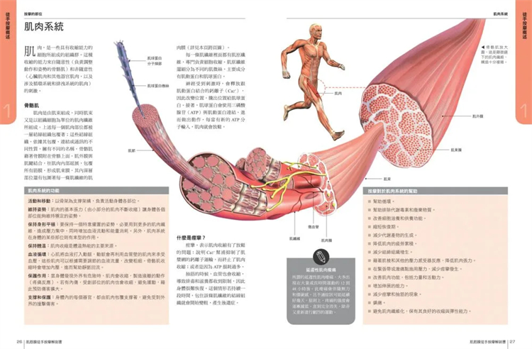[正版] 原版进口图书 肌筋膜徒手按摩解剖书5大部位x 10种手法x 7道程序 采实 筋膜 书高清大图