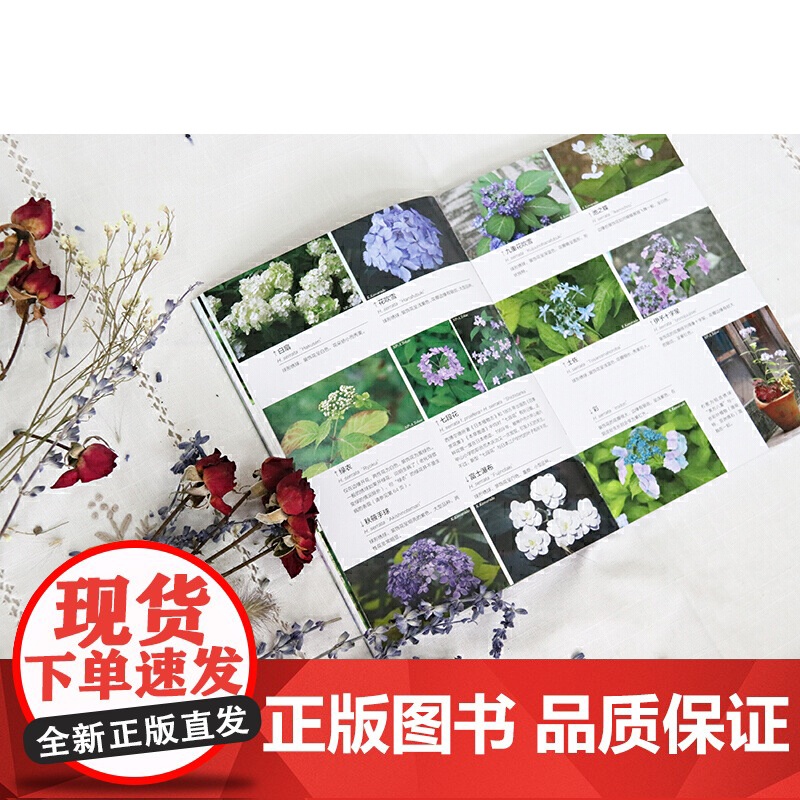 绣球12月栽培笔记 正版书籍高清大图