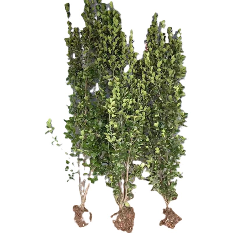 诚智旺 北海道冬青苗 高1.6-1.7m10棵 /捆高清大图