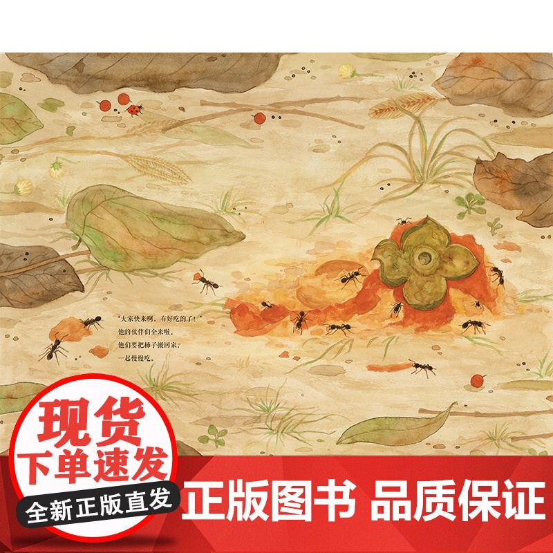 东方娃娃绘本精装《柿子熟了》幼儿园中班大班读物3-8岁儿童图画书睡前故事书亲子阅读书籍 DF高清大图