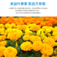 送10片] 来益牌叶黄素咀嚼片40片儿童成人护眼缓解视疲劳保健品