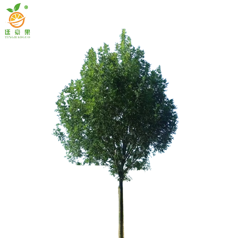 廷豪果 白腊树 5公分 /棵高清大图