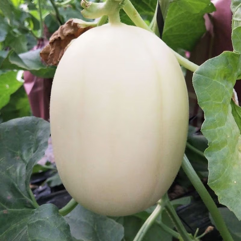 熊猫鸟(xiong mao niao)瓜类报价_参数_图片_视频_怎么样_问答-苏宁