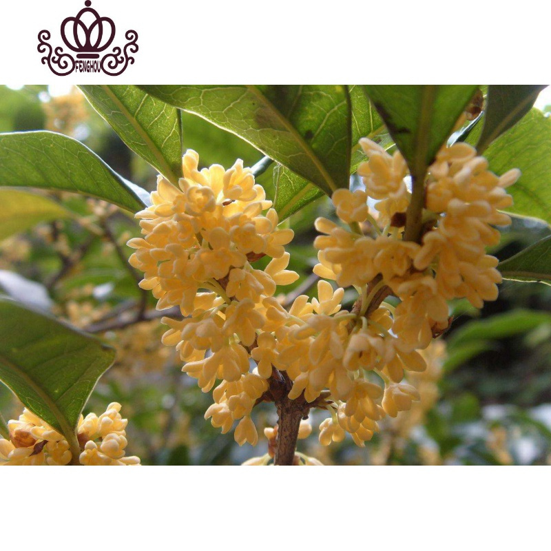 封后桂花苗盆栽四季桂沉香丹桂八月金桂浓香型庭院室内植物盆景花卉日香桂 2颗装 浓香型 不含盆图片 高清实拍大图 苏宁易购