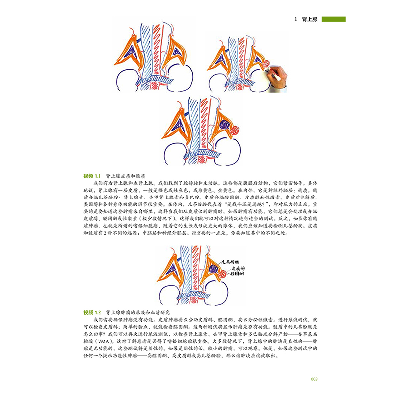 梅奥诊所普通外科学 (美)贾德M阿卜杜勒萨塔尔( Jad M. Abdelsattar)等主编 严强主译 空肠和回肠辽宁高清大图