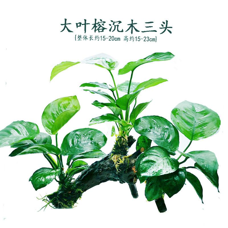 鱼缸造景沉木水草装饰懒人水草新手耐养植物水榕活体绿金钱多头草 红松草沉木单头