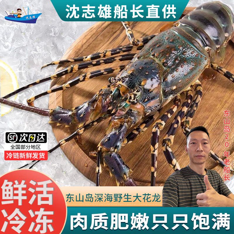 [国产]沈志雄船长 东山海捕海鲜大龙虾澳龙海捕花龙闪电龙中华锦绣龙虾800-900g/只海鲜礼盒年货图片