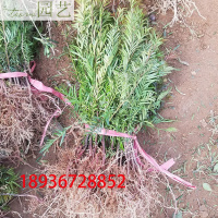 红豆杉树苗南方红豆杉曼地亚红豆杉树苗盆栽室内绿植绿化苗木曼地亚小盆栽公母一对不含盆