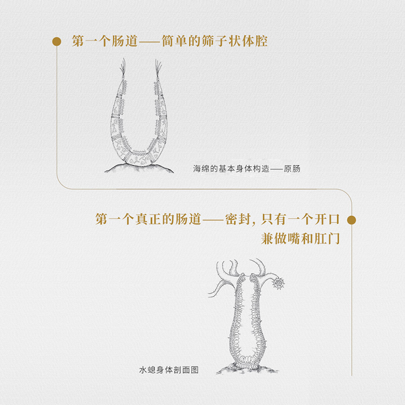 醉染图书肠道考古 揭开肠道疾病的秘密9787518441372高清大图