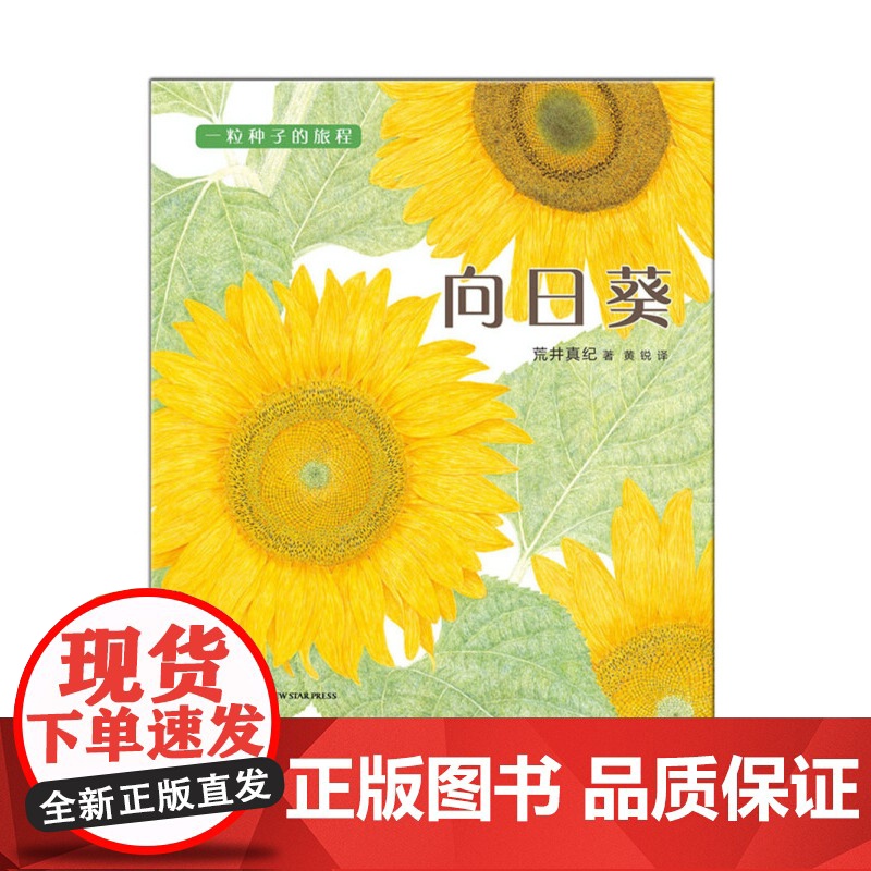 向日葵 3-6岁 荒井真纪 著 科普百科高清大图