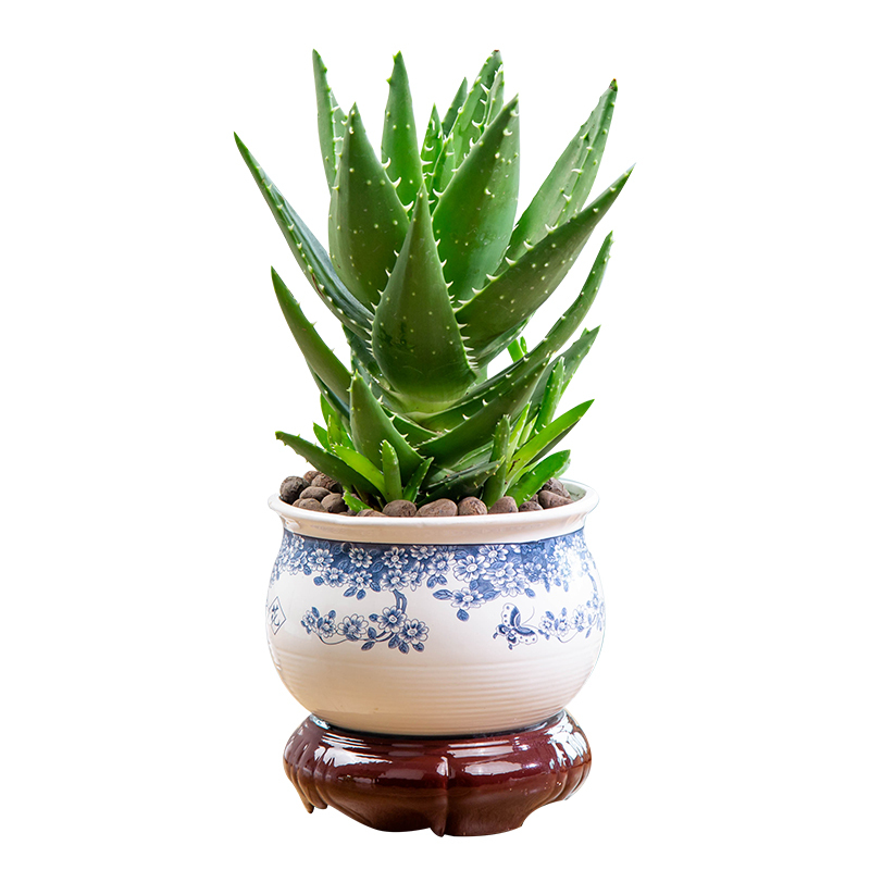 梵尼驼鲜花绿植芦荟盆栽植物室内多肉植物可敷脸桌面小绿植 价格图片品牌报价 苏宁易购义海鸿都家居专营店