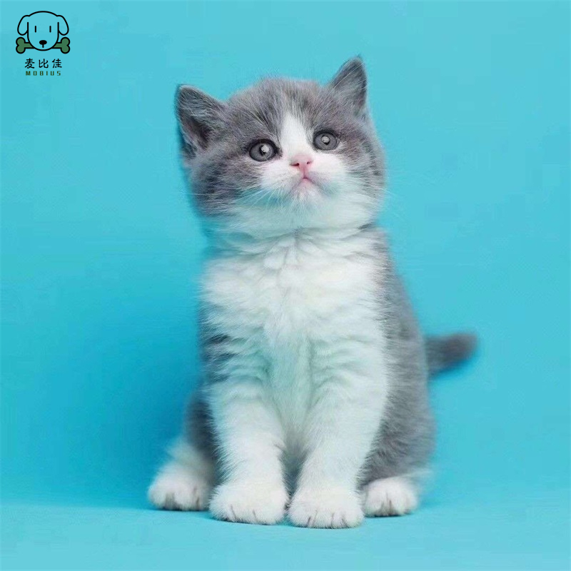 麦比佳 英短蓝白猫咪 曼基康矮脚猫 蓝白矮脚 纯种血统宠物猫咪活体幼崽 英国短毛幼猫健康保障公母有视频选高清大图