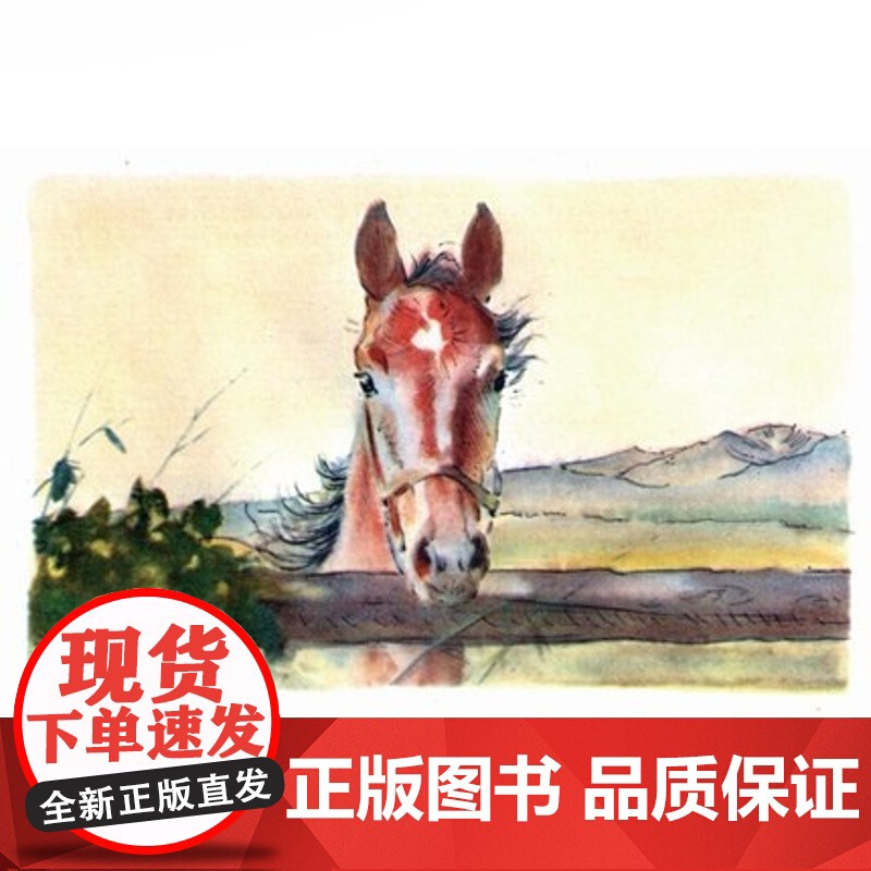 小红马 夏洛书屋美绘版 约翰斯坦贝克 美国知名插画家绘 儿童故事书 成长小说 少儿读物 儿童文学 精装 上海译文出版社高清大图