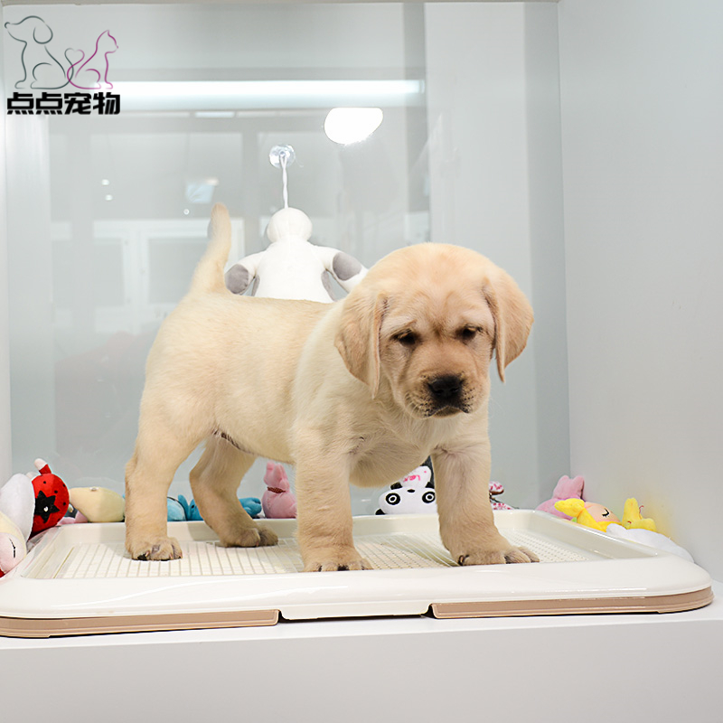 【点点宠物】宠物狗狗拉布拉多犬幼犬 纯种血统级短毛拉布拉多导盲犬 赛级大骨架高智商拉布家养宠物狗狗 可视频挑选包健康高清大图