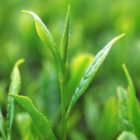 贵州特色 凤冈特产凤岗红红茶 陆氏锌硒茶凤岗红红茶50g*2盒装