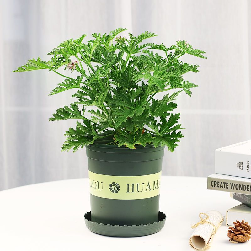 驱蚊草盆栽室内驱蚊驱虫植物阳台室内清香木绿植好养新鲜净化空气驱蚊