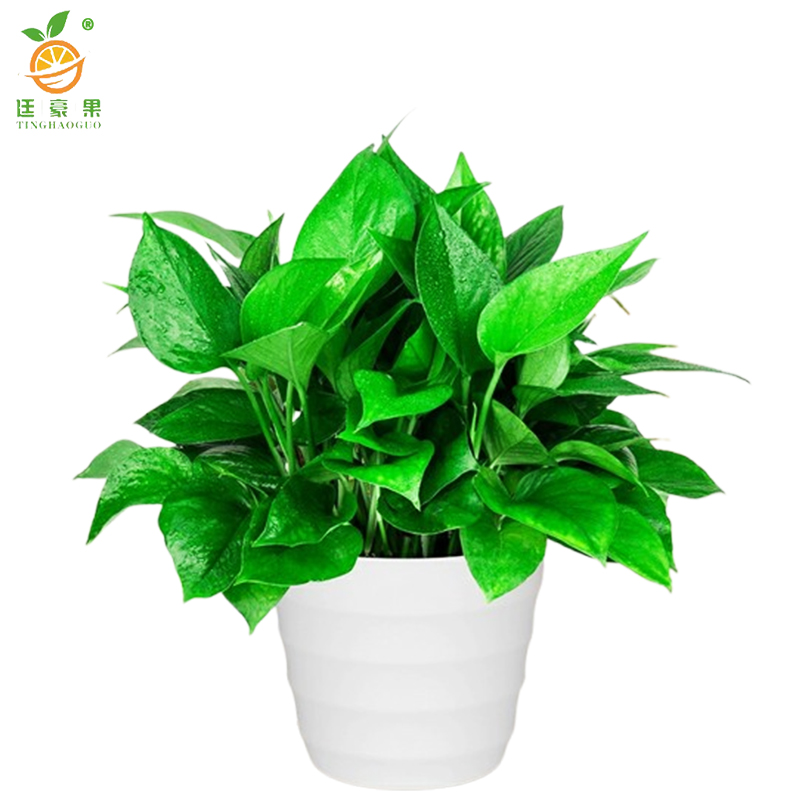 廷豪果 绿萝盆栽 12盆 /套高清大图