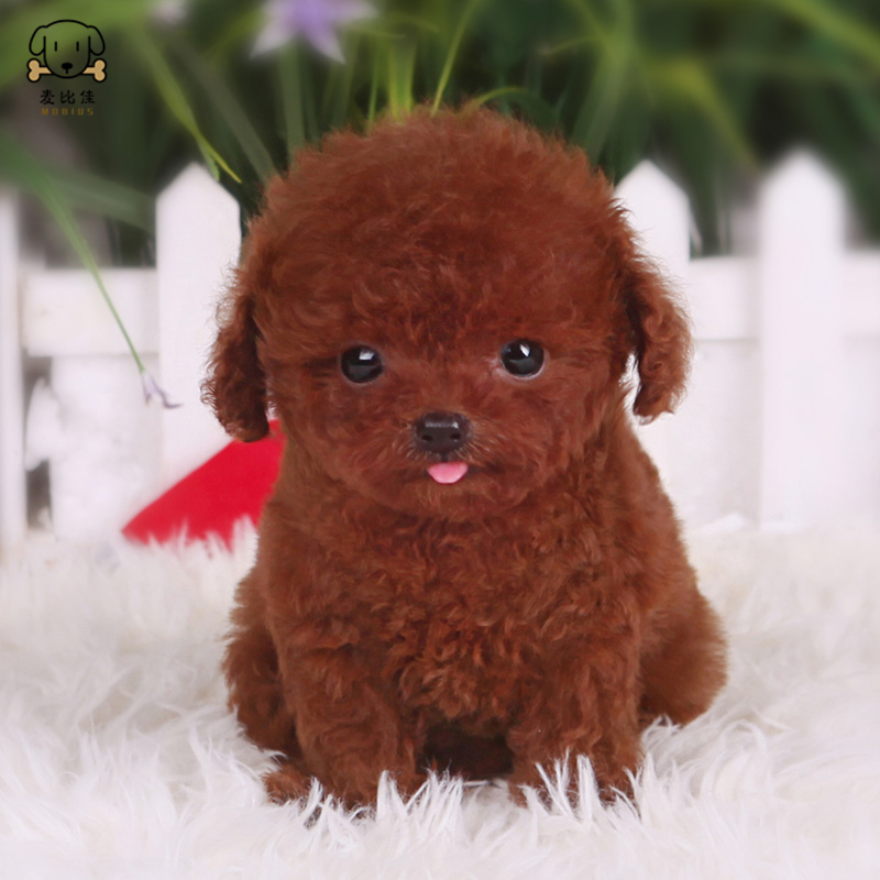麦比佳 泰迪犬幼犬 泰迪犬狗狗活体茶杯犬泰迪宠物狗小体玩具型长不大 微小体贵宾犬泰迪贵宾杯子狗视频挑选包健康狗狗高清大图