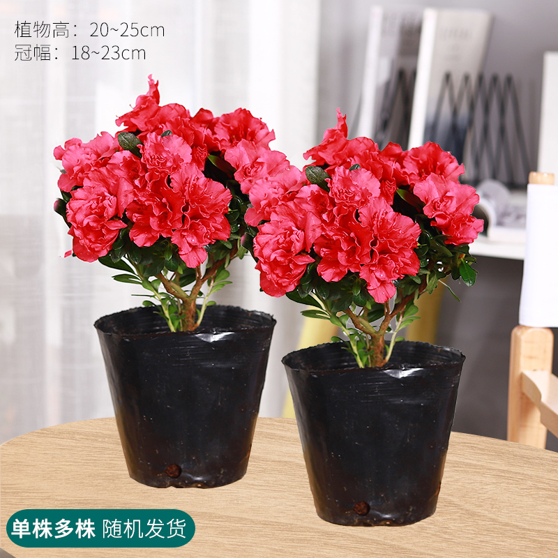 杜鹃花盆栽四季开花室外大阳台花卉盆栽易活植物好养的花报价 参数 图片 视频 怎么样 问答 苏宁易购