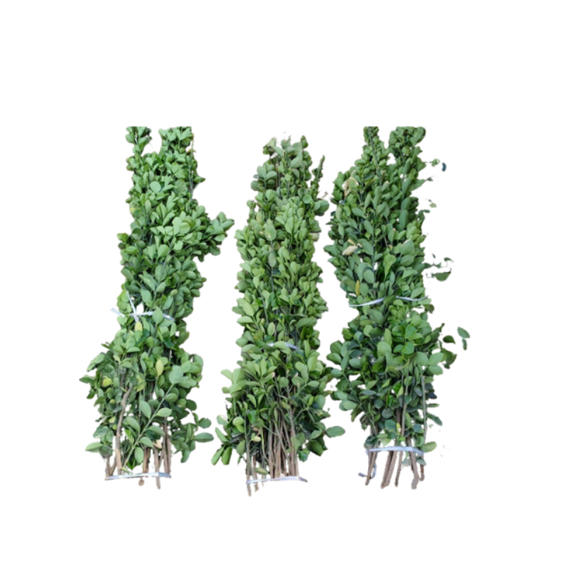 路轶森 灌木树苗可选品种高度 1m-1.2m 棵高清大图