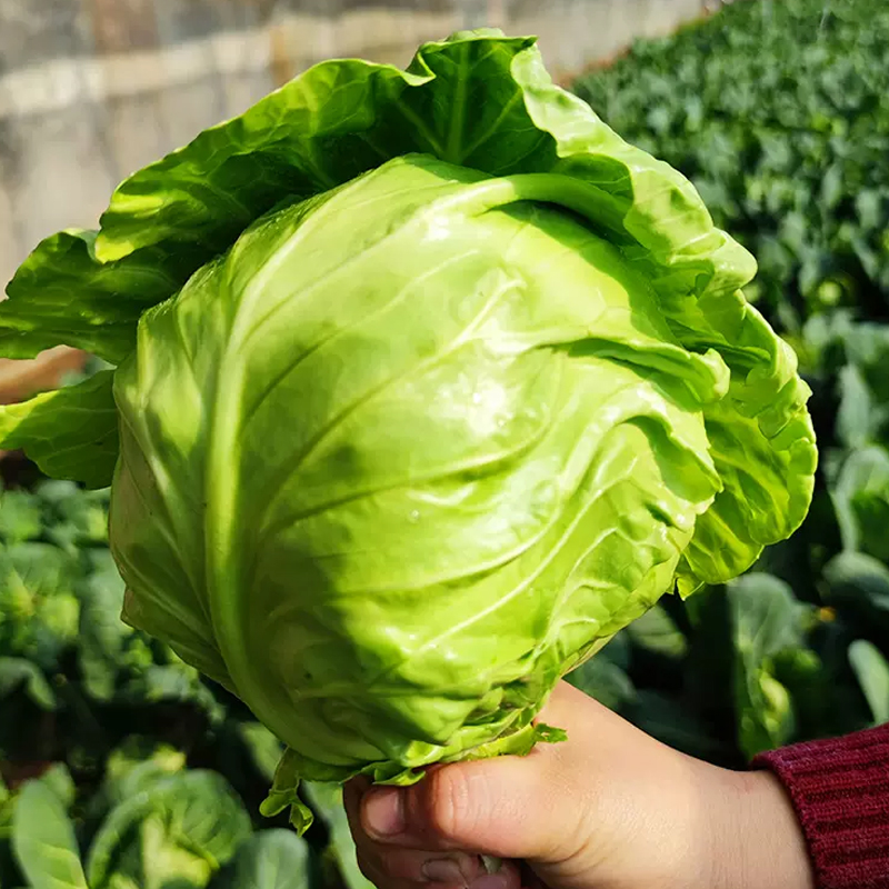 [西沛生鲜]新鲜包菜 净重4.5斤 农家自种甘蓝菜圆白菜当季蔬菜卷心包心菜高清大图