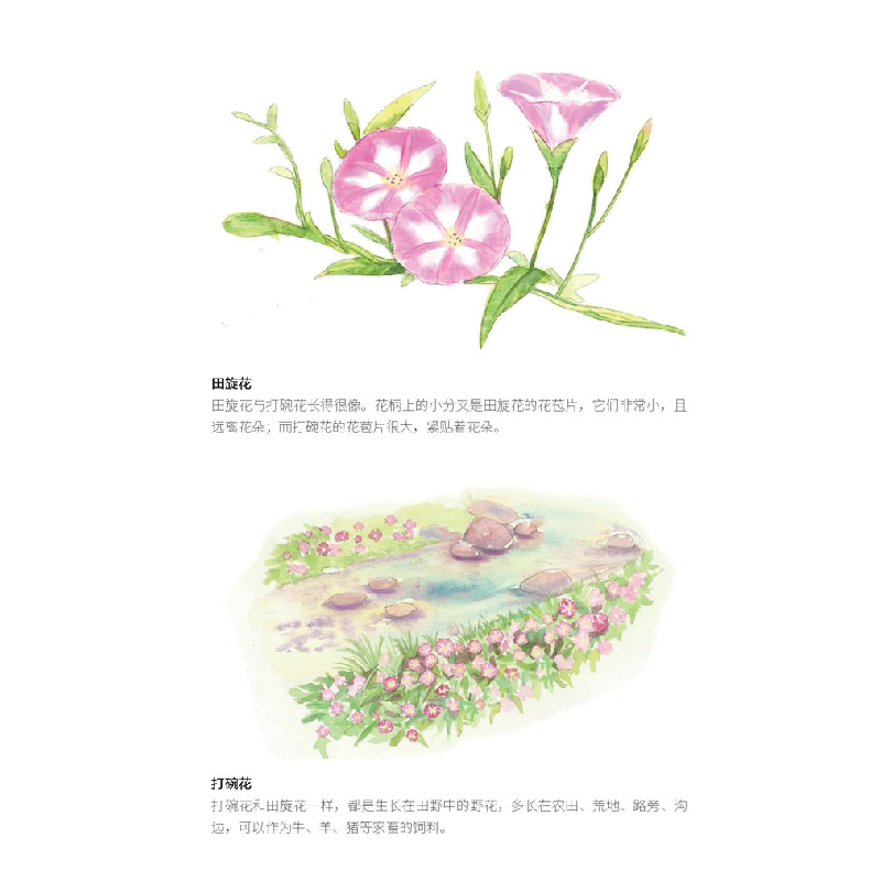 正版新书]写给孩子的自然启蒙课(全3册):上百余种花草果蔬,一座高清大图