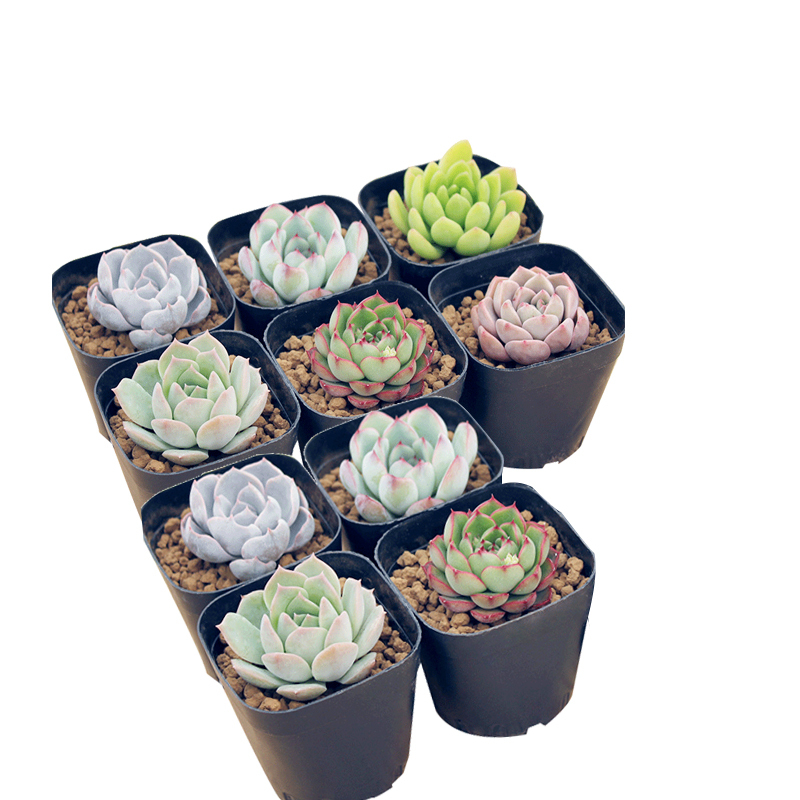 多肉植物组合盆栽肉肉植物含盆带土多肉办公室内绿植盆栽花盆报价 参数 图片 视频 怎么样 问答 苏宁易购