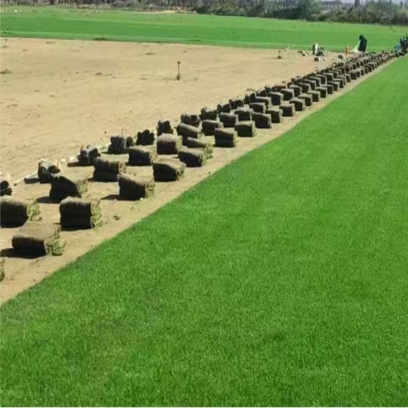 马尼拉草皮 50*2*40mm高清大图