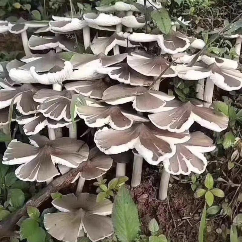鸡枞菌种子高产伞把菇三菌荔枝菌云南食用菌人工种植菌种包