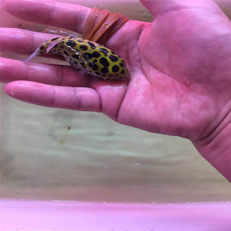 潜水艇 深水炸弹气泡鱼 河豚 热带鱼观赏鱼活体鱼 水族宠物鱼 河豚4-5CM一条