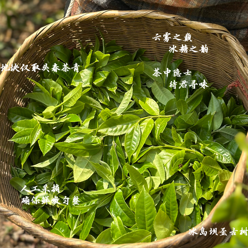 双江两叶 冰岛地界核心产区古树生茶(6罐/12颗)配礼盒袋 玫瑰金罐子高清大图